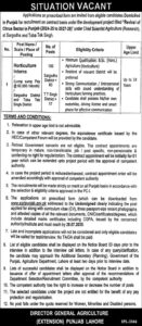 Revival of Citrus Sector Jobs in Punjab Pakistan